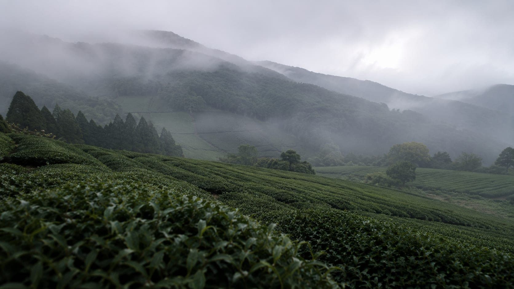 The fields