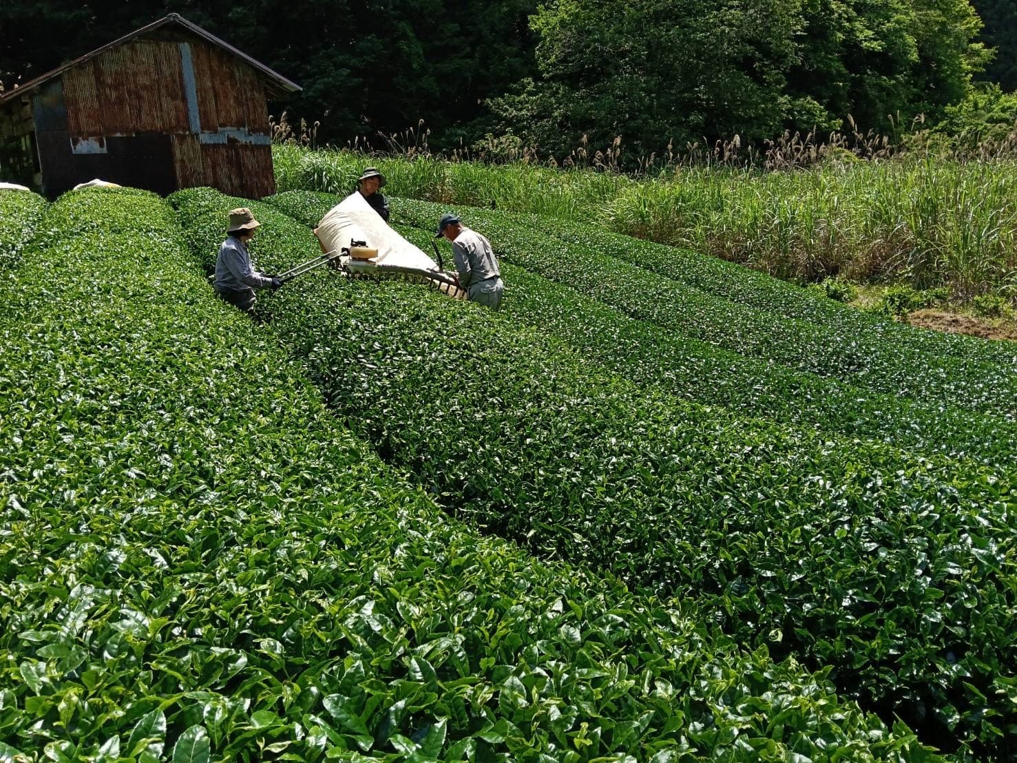 The growers