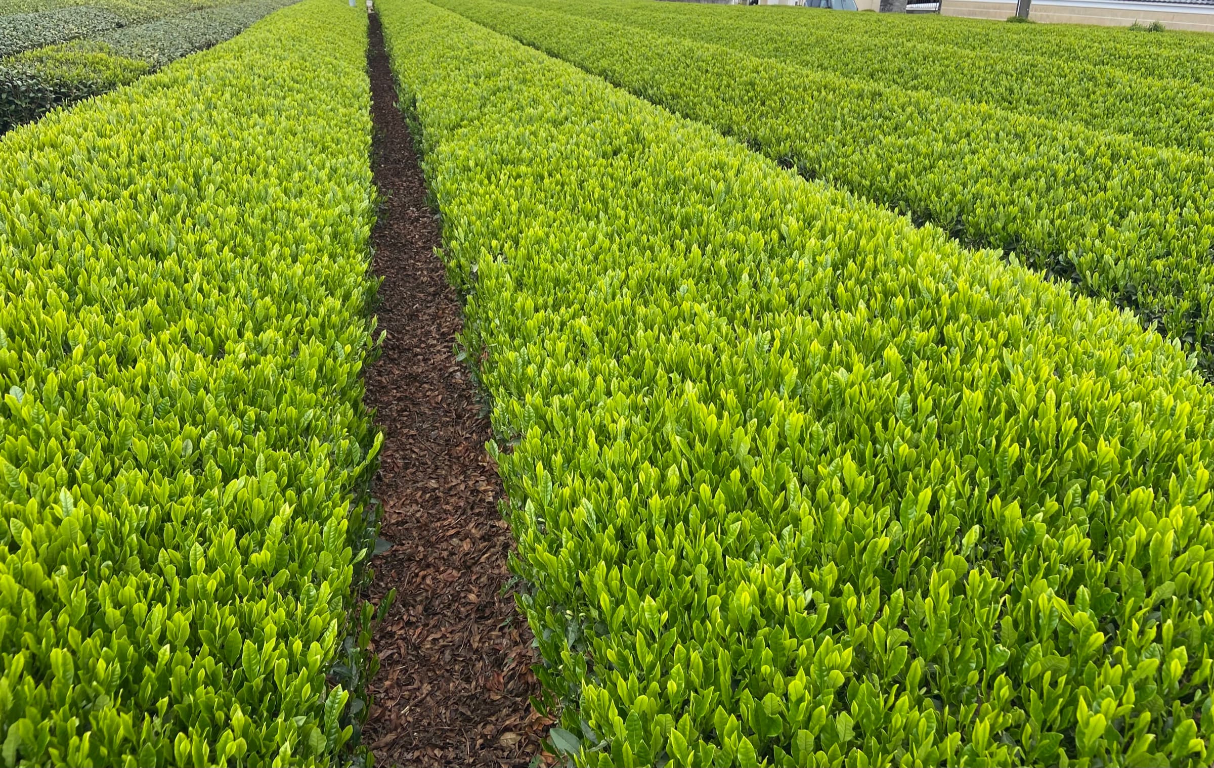 Sayama landscape — cool-climate tea fields